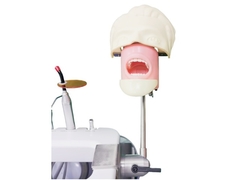 Dental school phantom head for dental student dental phantom head unit