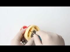 Mô hình răng nghiên cứu nha khoa Mô hình hàm 28 chiếc răng có vít Mô hình hàm phục hồi nha khoa cho bạn