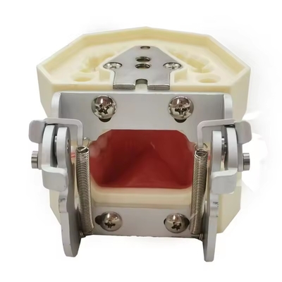 Nha khoa nghiên cứu răng mô hình trường nha khoa 28pcs răng với vít nha khoa phục hồi hàm mô hình