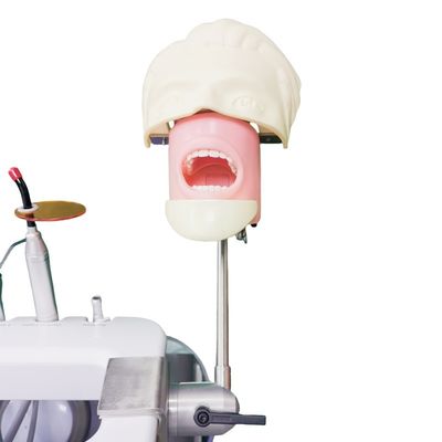 Trường Nha khoa Phantom Head For Dental Student Study Model Dental Phantom Head Unit