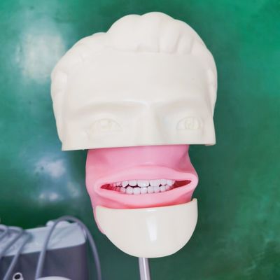 Trường Nha khoa Phantom Head For Dental Student Study Model Dental Phantom Head Unit