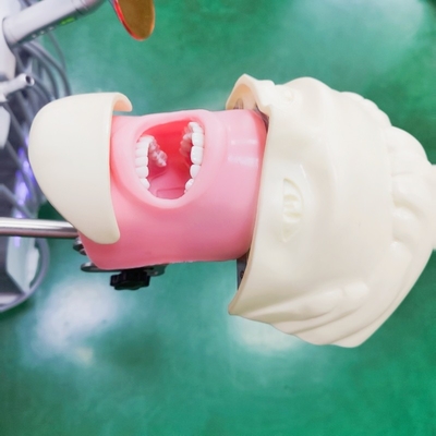 Sinh viên nha khoa chuyên nghiệp Mô hình đào tạo mô phỏng Khoa học y học Mô hình đầu ảo nha khoa