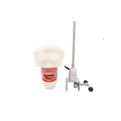 Dental Teaching Model Dental Simulator System Phantom Head để đào tạo Đầu mô phỏng cấy ghép răng mới