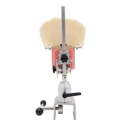 Dental Teaching Model Dental Simulator System Phantom Head để đào tạo Đầu mô phỏng cấy ghép răng mới