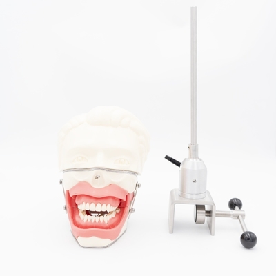 Mô hình huấn luyện gây tê tại chỗ, mô phỏng nướu và hàm thực tế để thực hành tiêm, mô hình gây tê dẫn truyền nha khoa