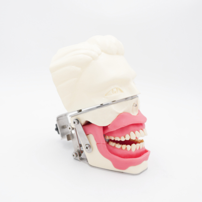 Mô hình huấn luyện gây tê tại chỗ, mô phỏng nướu và hàm thực tế để thực hành tiêm, mô hình gây tê dẫn truyền nha khoa