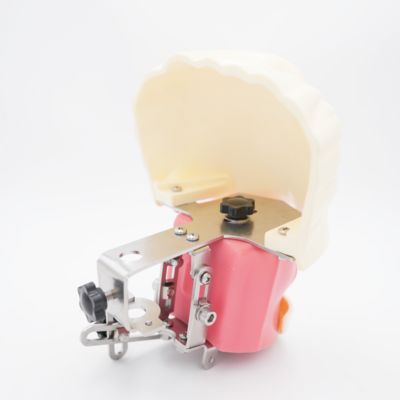 Mô hình đầu ma-nơ-canh nha khoa nâng cao để giảng dạy nha khoa, mô hình đầu thực hành nha khoa để bàn cho trường nha, mô hình mô phỏng đào tạo nha khoa