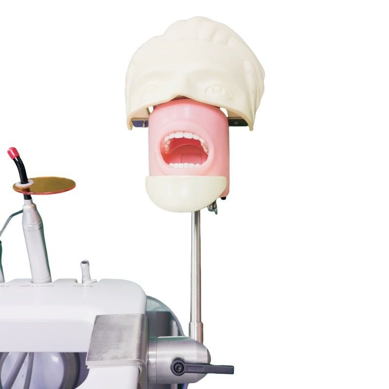 Trường Nha khoa Phantom Head For Dental Student Study Model Dental Phantom Head Unit